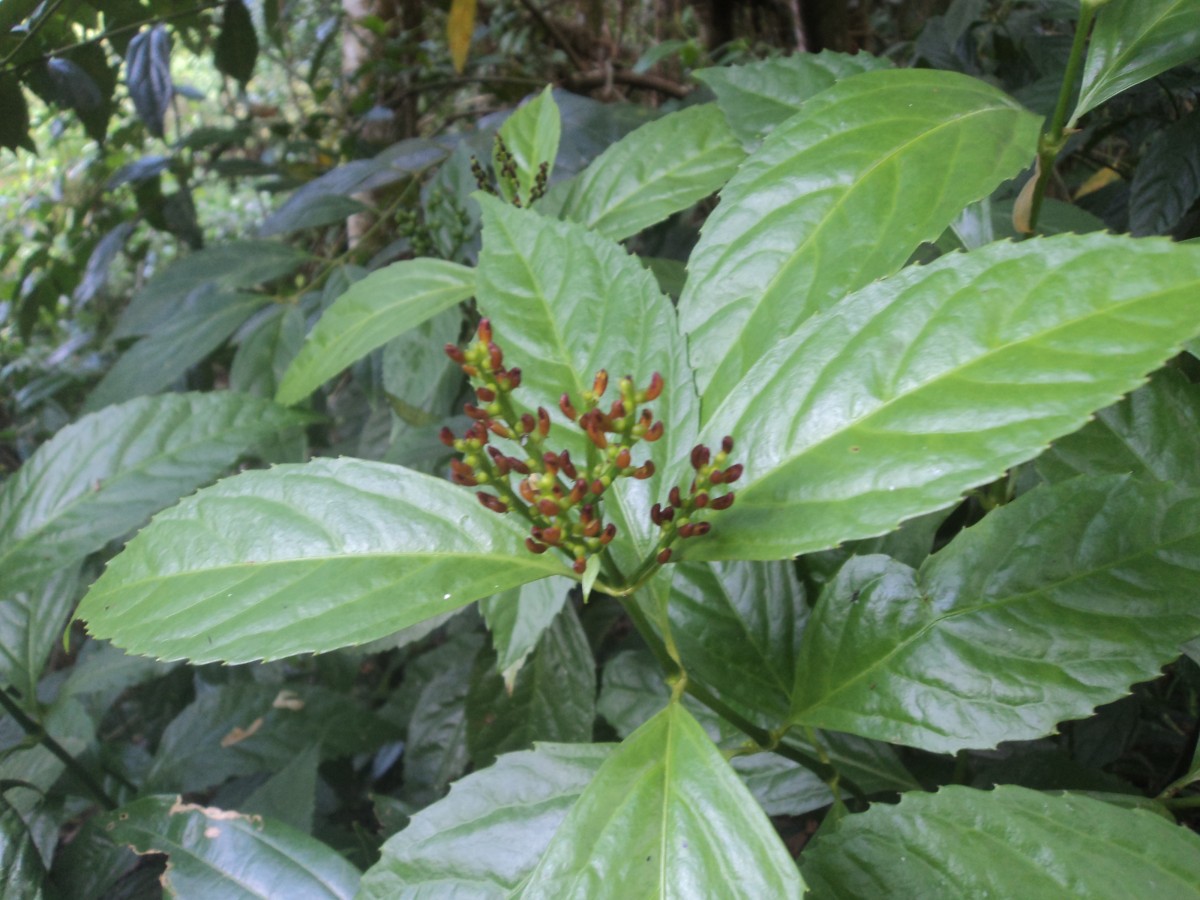 Sarcandra glabra (Thunb.) Nakai